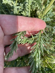 Astragalus hoodianus