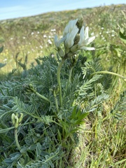 Astragalus hoodianus