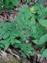Dicentra canadensis