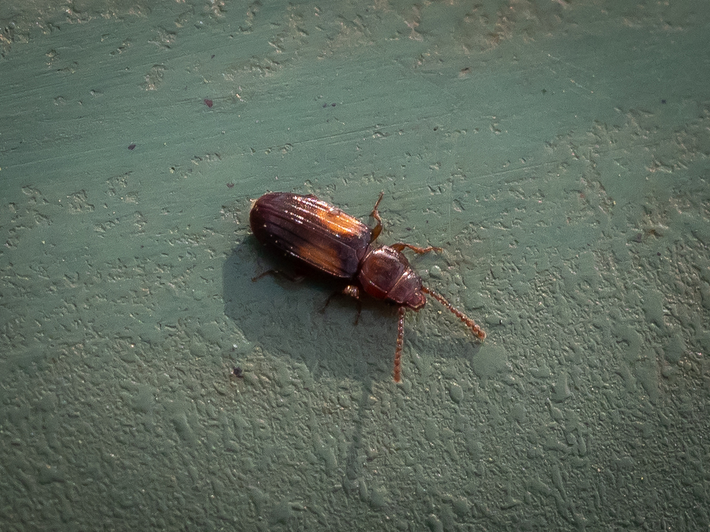 Cryptolestes fractipennis
