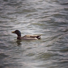 Anas platyrhynchos