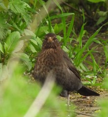 Turdus merula
