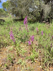 Orchis mascula laxifloriformis