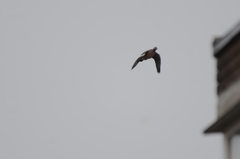 Columba palumbus