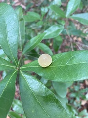 Amphibolips quercusracemaria
