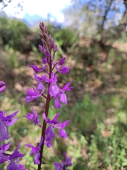 Orchis mascula laxifloriformis