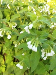 Symphytum orientale