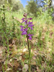 Orchis mascula laxifloriformis