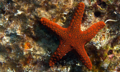 Fromia hemiopla