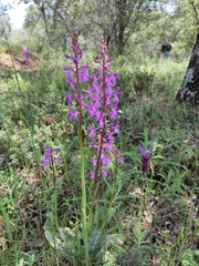 Orchis mascula laxifloriformis
