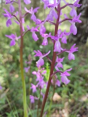 Orchis mascula laxifloriformis