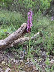 Orchis mascula laxifloriformis