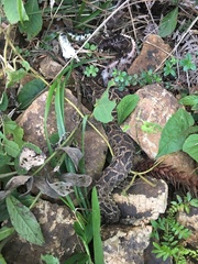 Bothrops cotiara