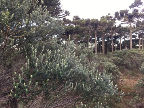 Image of Baccharis uncinella by (c) B. Phalan, some rights reserved (CC BY)