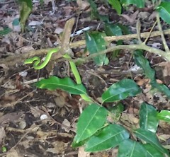Trimeresurus insularis