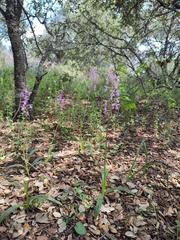 Orchis mascula laxifloriformis