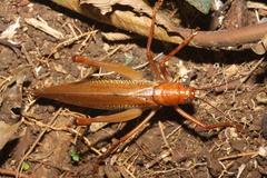 Ischnomela pulchripennis
