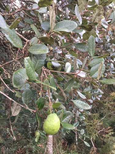Feijoa sellowiana