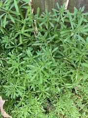 Galium aparine