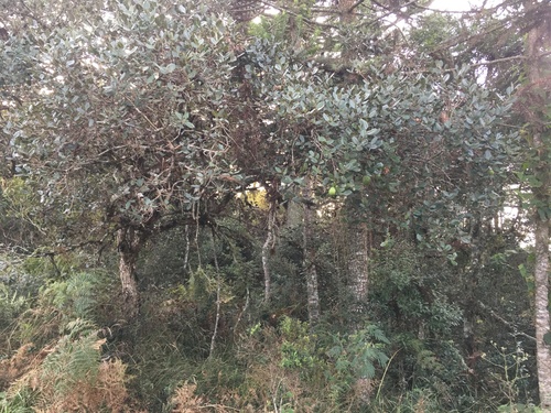 Feijoa sellowiana