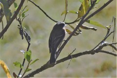 Ochthoeca rufipectoralis