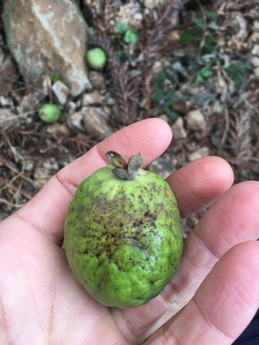 Feijoa sellowiana