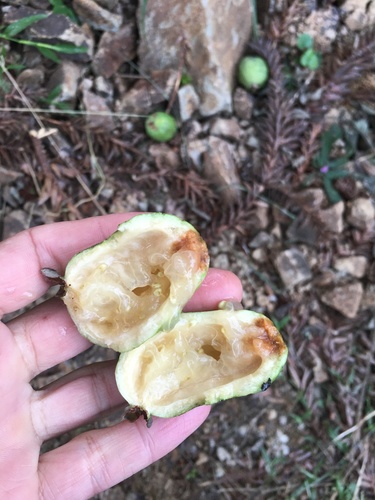 Feijoa sellowiana