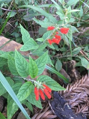 Salvia melissiflora