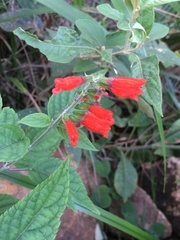 Salvia melissiflora