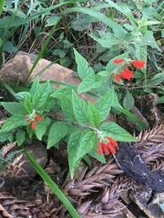 Salvia melissiflora