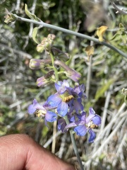 Delphinium parishii parishii