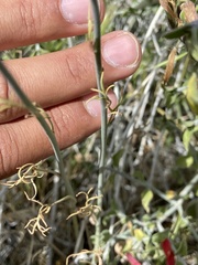 Delphinium parishii parishii