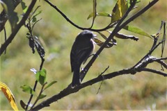 Ochthoeca rufipectoralis