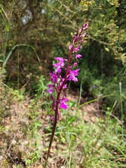 Orchis mascula laxifloriformis