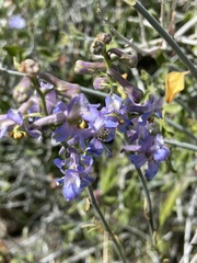 Delphinium parishii parishii