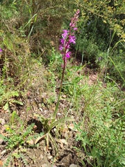 Orchis mascula laxifloriformis