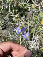 Delphinium parishii parishii