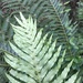 Blechnum spannagelii - Photo (c) Ben P, some rights reserved (CC BY), uploaded by Ben P