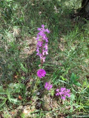 Orchis mascula laxifloriformis