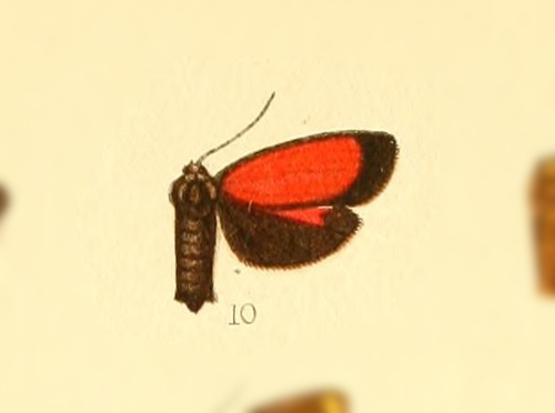 Ptychoglene aequalis