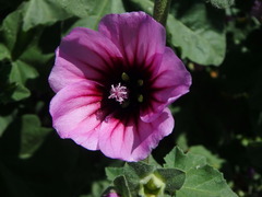 Malva arborea