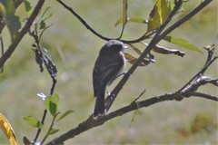 Ochthoeca rufipectoralis