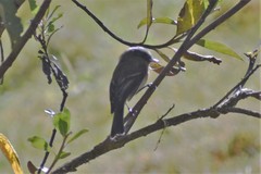 Ochthoeca rufipectoralis