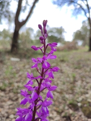 Orchis mascula laxifloriformis