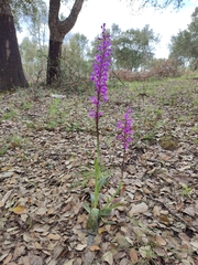Orchis mascula laxifloriformis