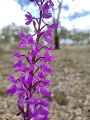 Orchis mascula laxifloriformis