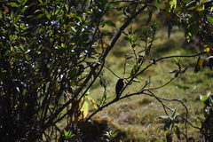 Ochthoeca rufipectoralis