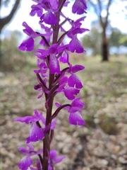 Orchis mascula laxifloriformis