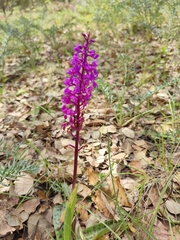 Orchis mascula laxifloriformis