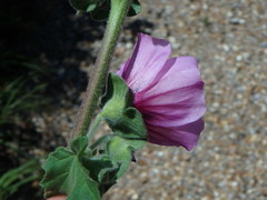 Malva arborea